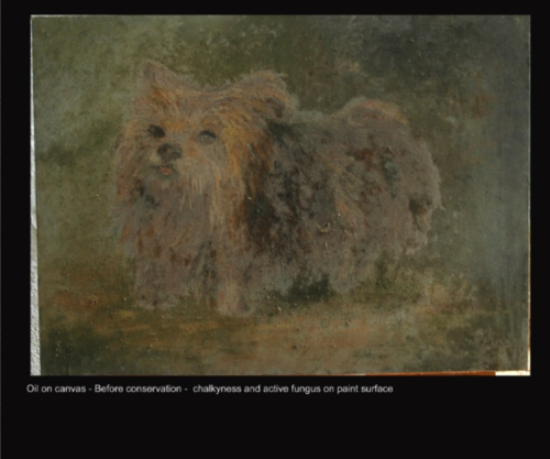 Oil on canvas - Before conservation -  chalkyness and active fungus on paint surface